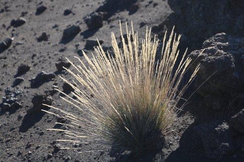 Agrostis sandwicensis observed 2023-12-31