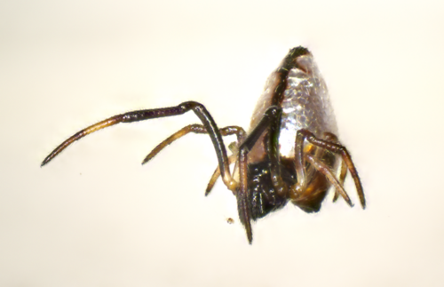 American Dewdrop Spider photo 5