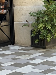 Passer domesticus