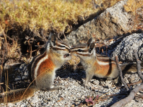 Lodgepole Chipmunk, Glacier Point, Coulterville, CA, US, photo 8 of 10
