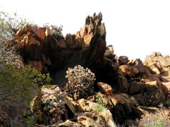 Crassula arborescens