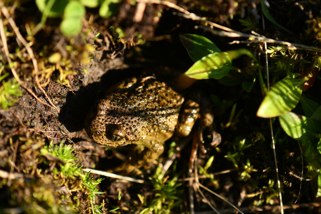 Ladakh High Altitude Toad