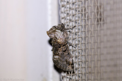 Abrostola microvalis