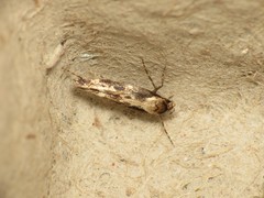 Mompha divisella