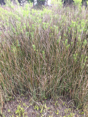 Juncus roemerianus