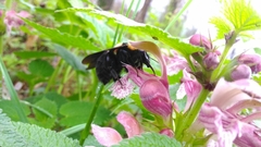 Bombus argillaceus
