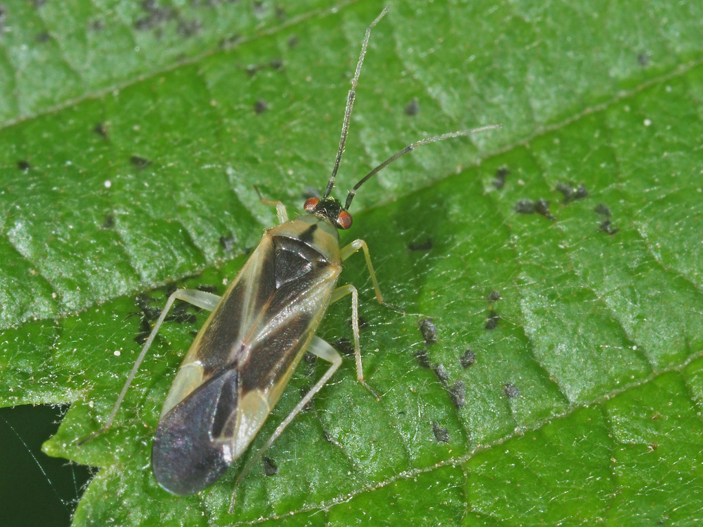 Phylus plagiatus