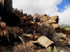 Crassula arborescens