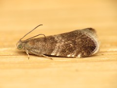 Strophedra weirana
