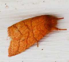 Pyreferra hesperidago