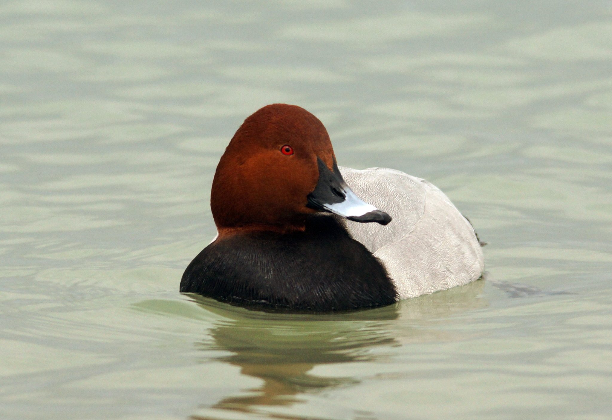 Common Pochard (Aythya ferina)