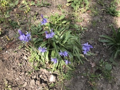 Hyacinthoides hispanica