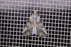 Abrostola microvalis