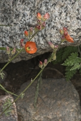 Sphaeralcea rusbyi