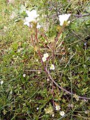 Saxifraga carpetana image