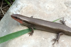 Plestiodon tetragrammus brevilineatus