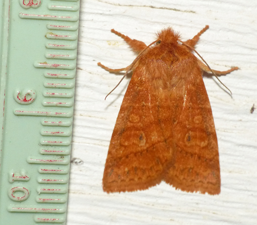 Pettit's Sallow photo 3