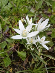 Ornithogalum baeticum image