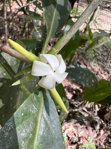 Gardenia observed 2024-01-20