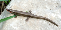 Plestiodon tetragrammus brevilineatus