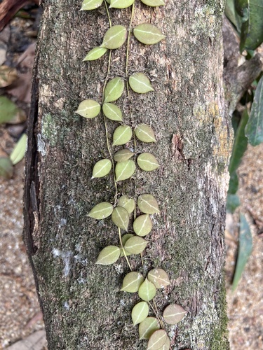 Dischidia ovata observed 2024-01-20