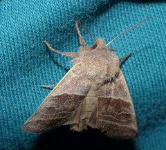 Eupsilia devia