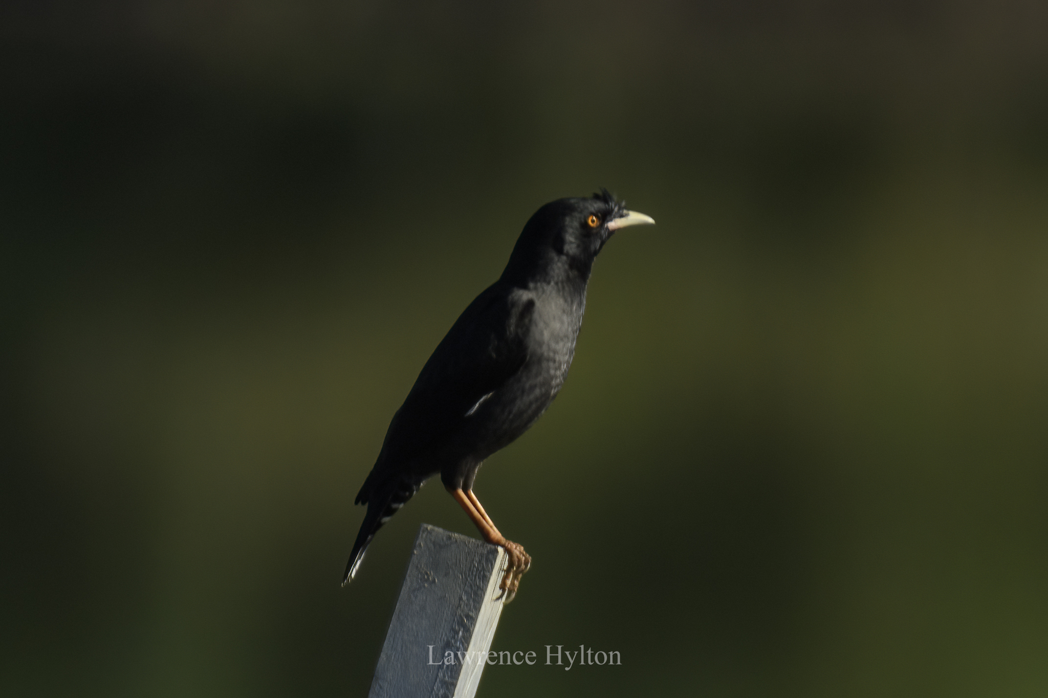 Crested Myna