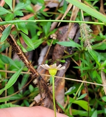 Erigeron karvinskianus, recorded flowering