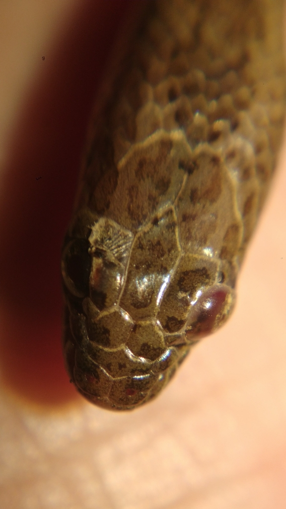 Mekong Mud Snake