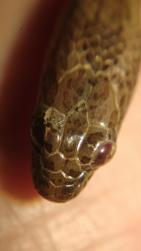 Mekong Mud Snake