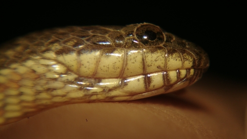 Mekong Mud Snake