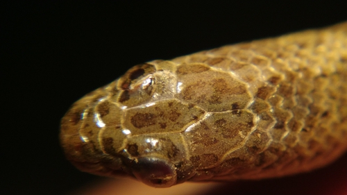 Mekong Mud Snake