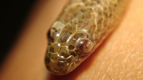 Mekong Mud Snake