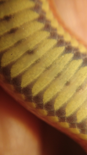 Mekong Mud Snake