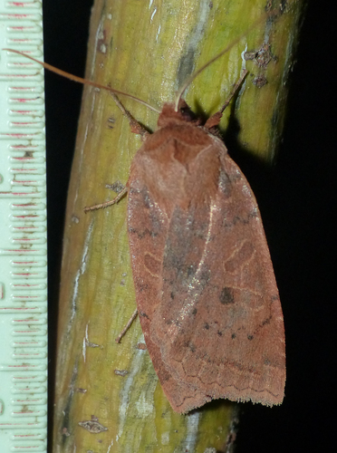 Sloping Sallow photo 3