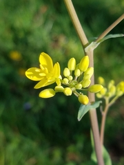 Brassica rapa rapa