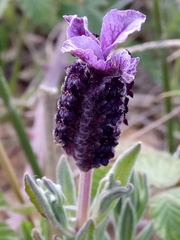 Lavandula stoechas image