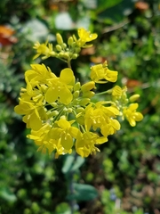 Brassica rapa rapa