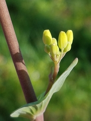 Brassica rapa rapa