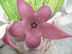 Stapelia grandiflora