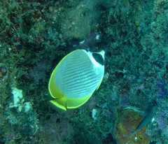 Chaetodon adiergastos