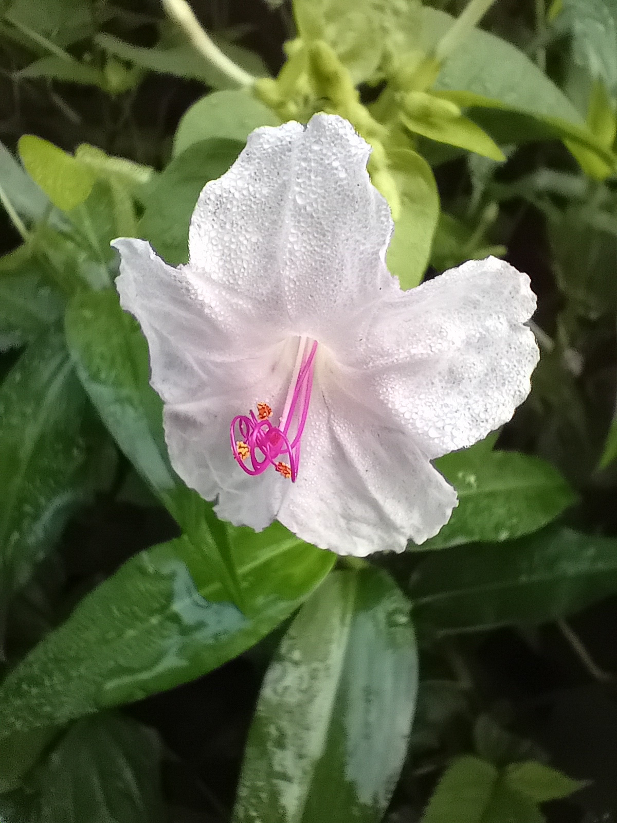 Imagem de Jalapa-de-jardim