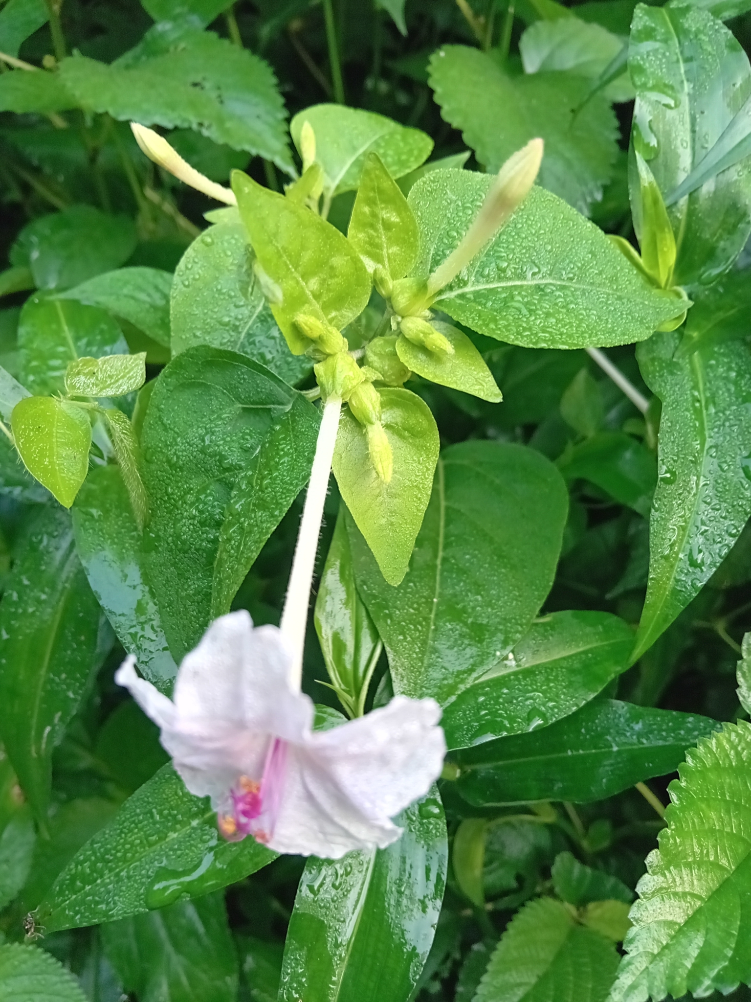 Imagem de Jalapa-de-jardim