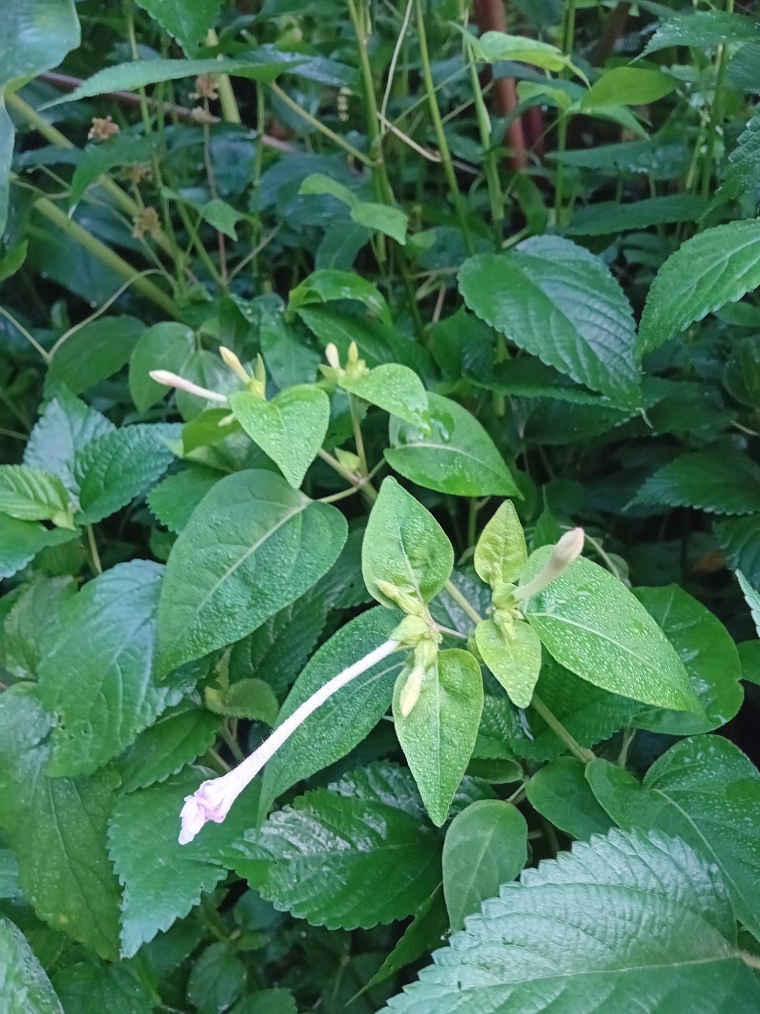 Imagem de Jalapa-de-jardim