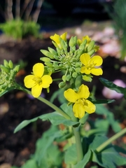Brassica rapa rapa