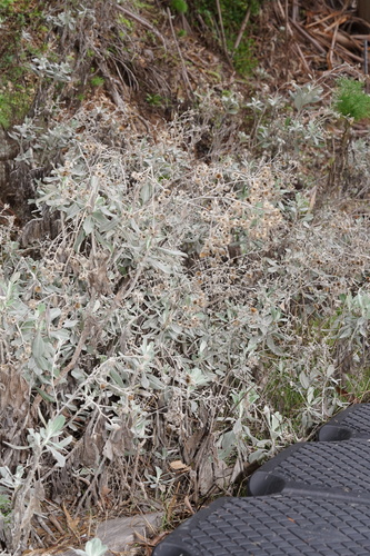 Island Hazardia foliage