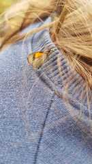 Lepidoptera