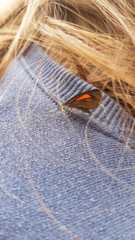 Lepidoptera