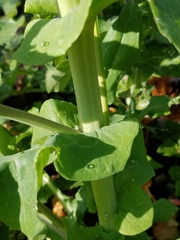 Brassica rapa rapa