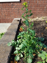 Brassica rapa rapa